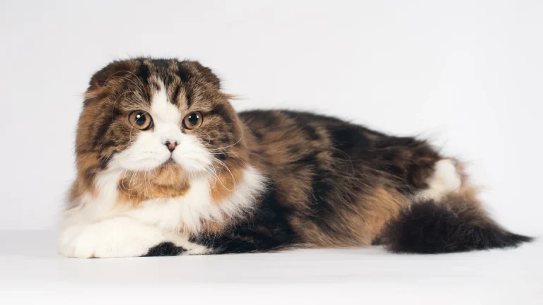 Highlander Cat photo