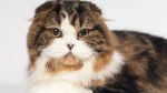 Highlander Cat photo