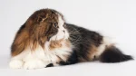 Highlander Cat photo