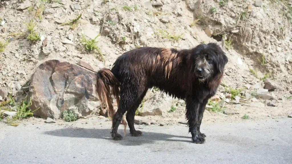 Owczarek Himalajski Dog photo