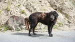 Owczarek Himalajski Dog photo
