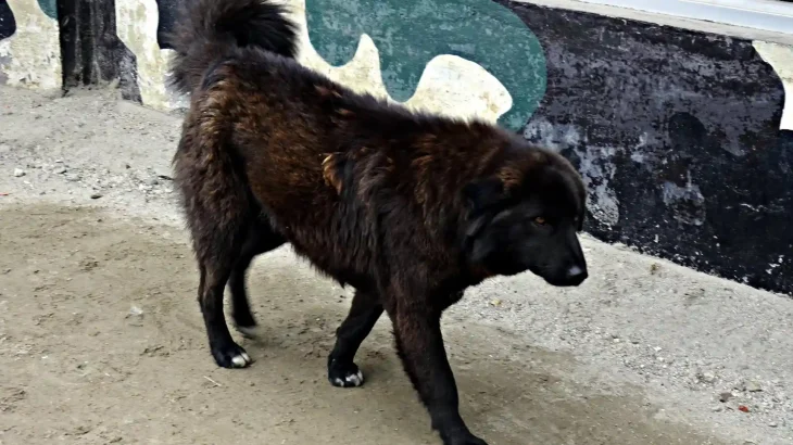 Owczarek Himalajski Dog photo