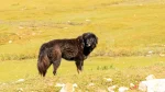 Owczarek Himalajski Dog photo