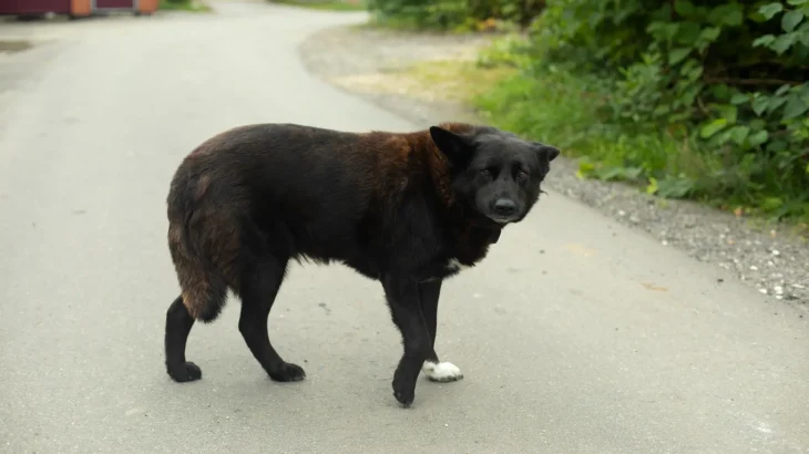 Owczarek Himalajski Dog photo