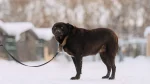 Owczarek Himalajski Dog photo