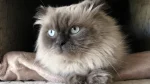 Himalayan Cat photo