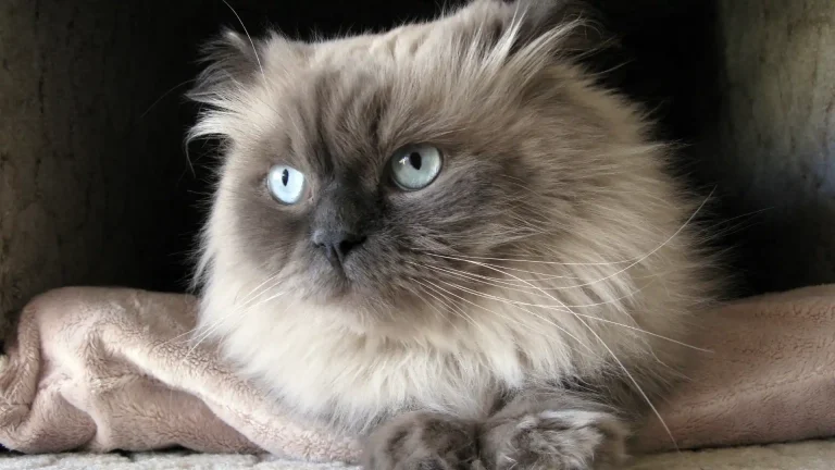 Himalayan Cat photo
