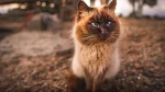 Himalayan Cat photo