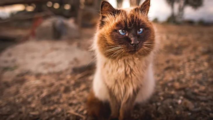 Himalayan Cat photo