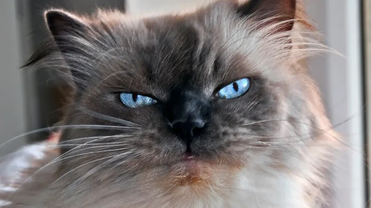 Himalayan Cat photo