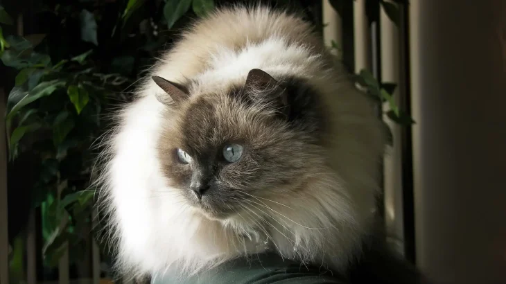 Himalayan Cat photo