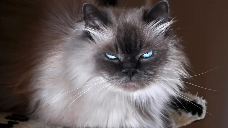 Himalayan Cat photo