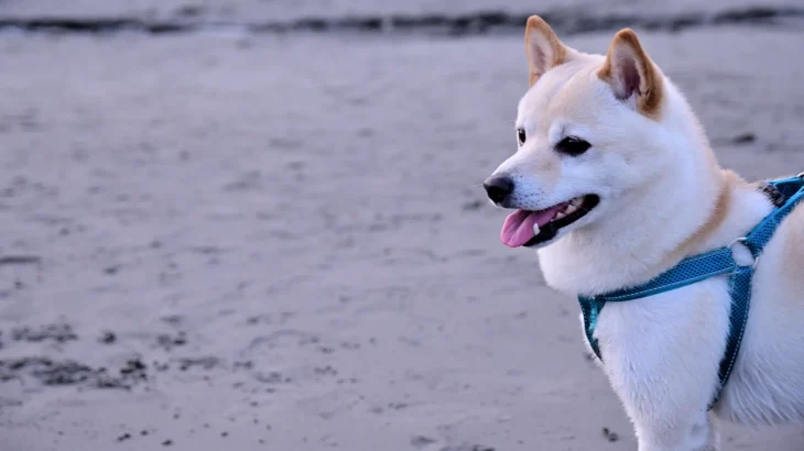 Hokkaido Dog Dog photo