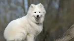 Hokkaido Dog Dog photo