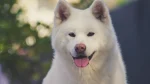 Hokkaido Dog Dog photo