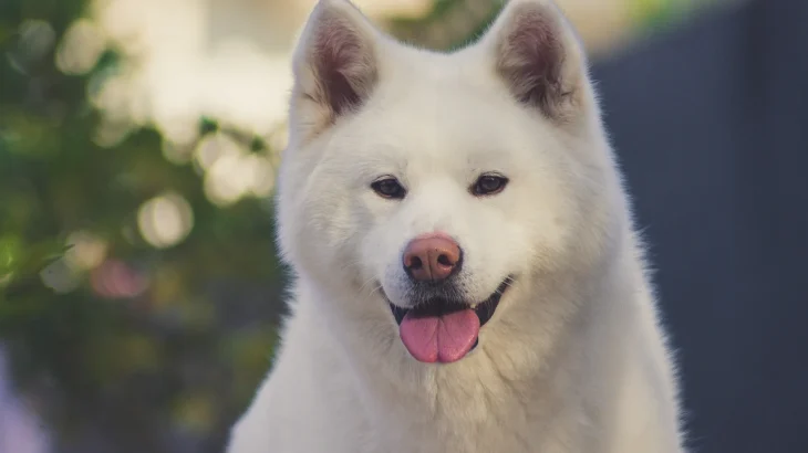 Hokkaido Dog Dog photo