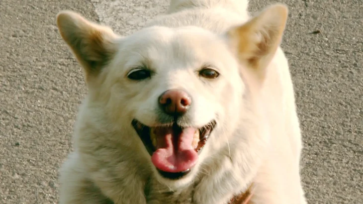 Hokkaido Dog Dog photo