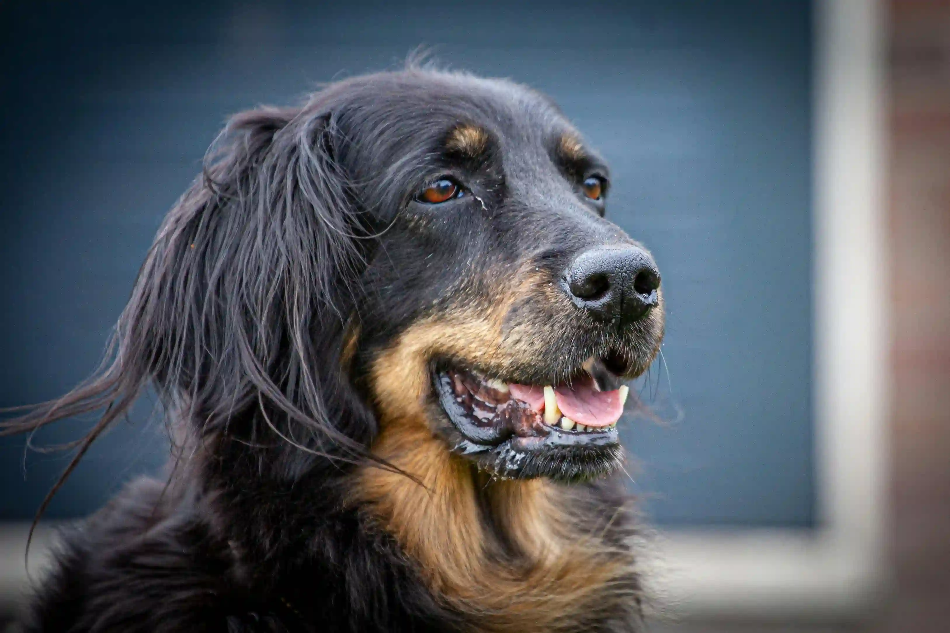Hovawart Dog photo