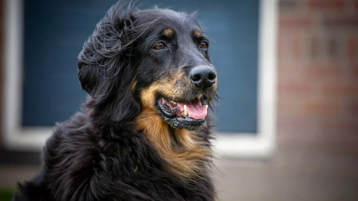 Hovawart Dog photo