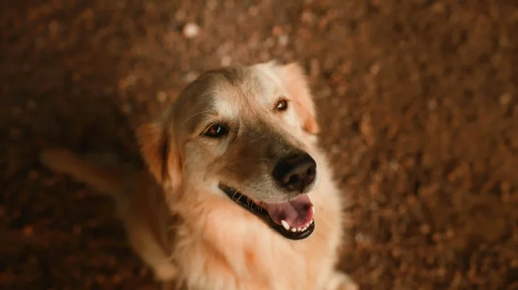 Hovawart Dog photo
