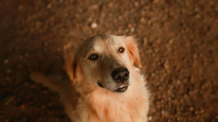 Hovawart Dog photo