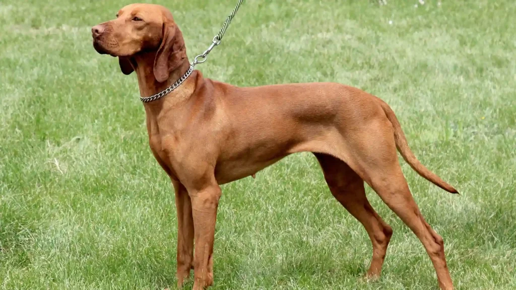 Hungarian Wire-haired Pointing Dog Dog photo