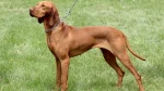 Hungarian Wire-haired Pointing Dog Dog photo