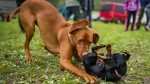Hungarian Wire-haired Pointing Dog Dog photo