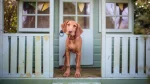 Hungarian Wire-haired Pointing Dog Dog photo