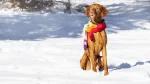Hungarian Wire-haired Pointing Dog Dog photo