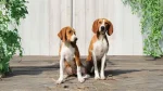 Hygenhund Dog photo