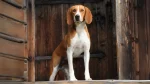 Hygenhund Dog photo
