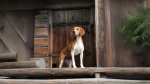 Hygenhund Dog photo