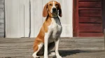 Hygenhund Dog photo