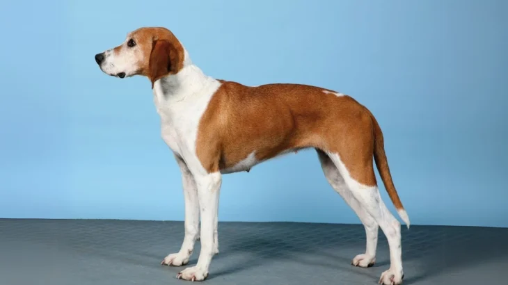 Hygenhund Dog photo