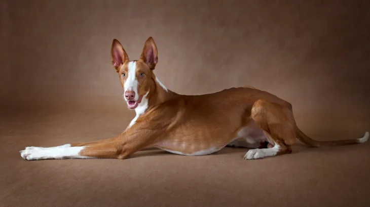 Podenco Ibicenco Dog photo