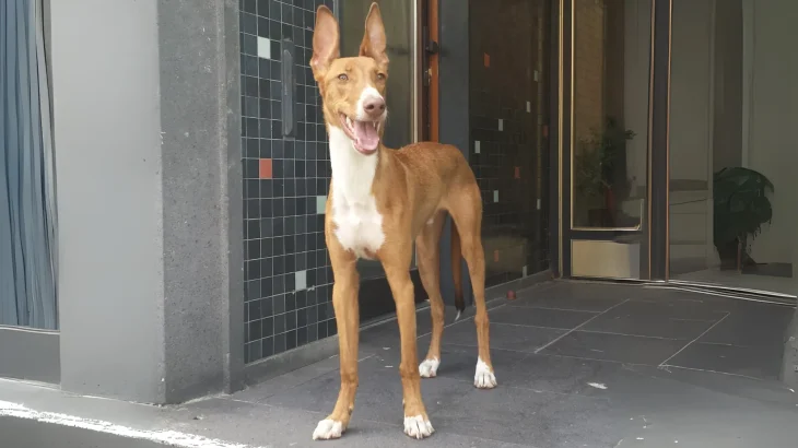 Podenco Ibicenco Dog photo