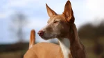 Podenco Ibicenco Dog photo