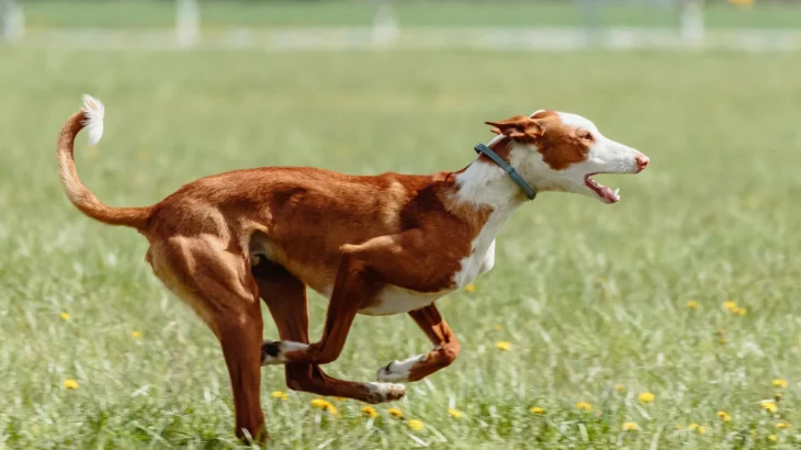 Podenco Ibicenco Dog photo