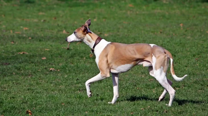 Podenco Ibicenco Dog photo