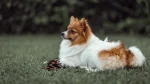 Icelandic Sheepdog Dog photo