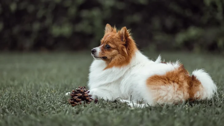 Icelandic Sheepdog Dog photo