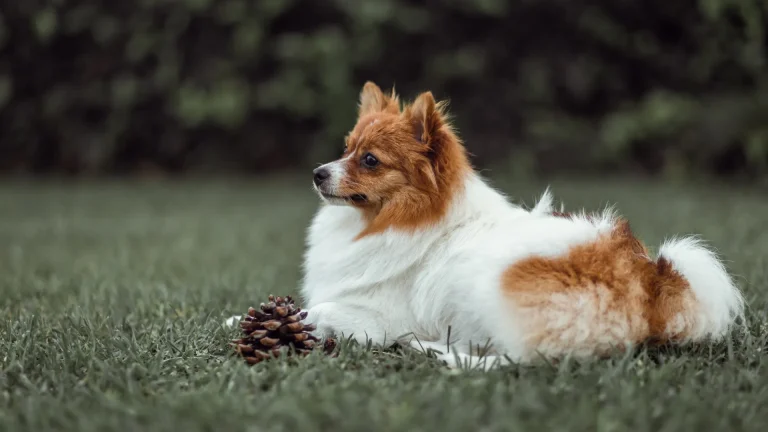 Icelandic Sheepdog Dog photo