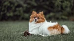 Icelandic Sheepdog Dog photo