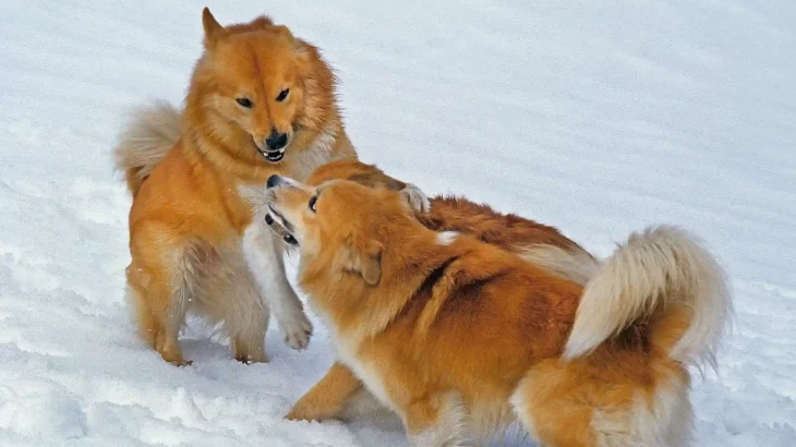 Icelandic Sheepdog Dog photo