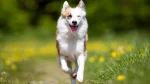 Icelandic Sheepdog Dog photo