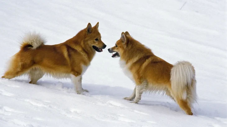 Icelandic Sheepdog Dog photo