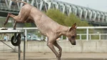 Inca Hairless Dog Dog photo