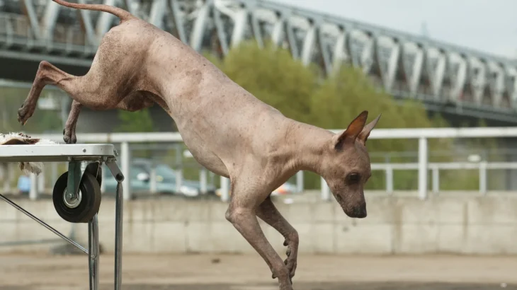 Inca Hairless Dog Dog photo