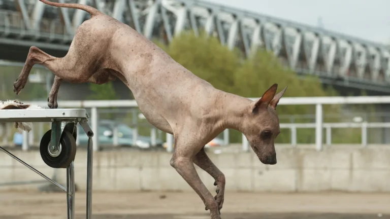 Inca Hairless Dog Dog photo